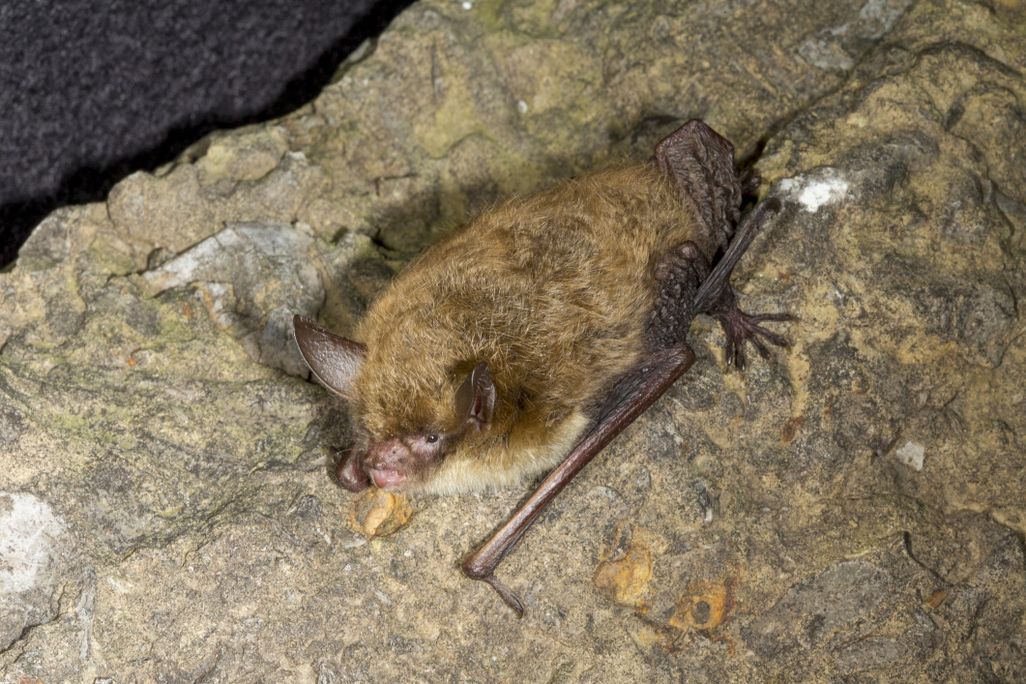 a bat