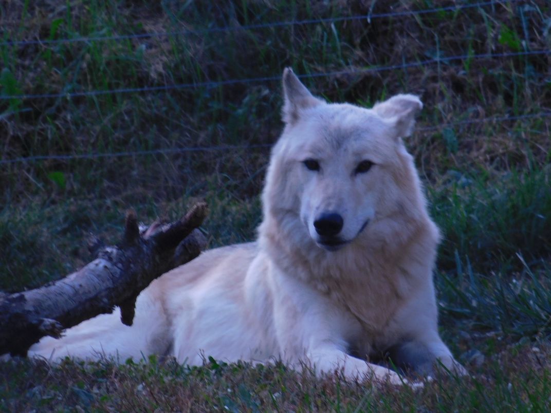 Wolf at Rest, Hershey Park, Zoo America | Smithsonian Photo Contest ...