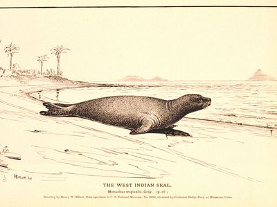 A drawing of the West Indian or Caribbean monk seal based on a specimen collected in Matanzas, Cuba. 