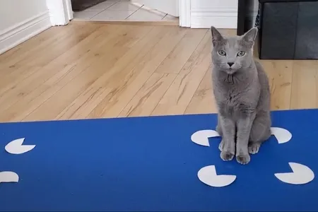 One of the cats from the experiment sits in a Kanisza square, which is four Pac-Man-like circles positioned to create four corners of a square.