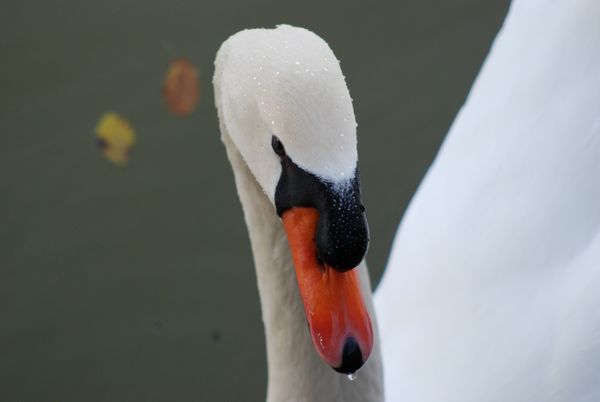Norbert, the mute swan showing off for the camera. thumbnail