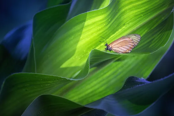 in the leaves thumbnail