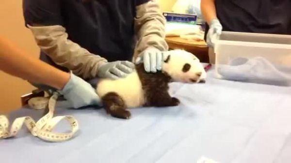 Preview thumbnail for Giant Panda Cub Is Almost Eight Weeks Old