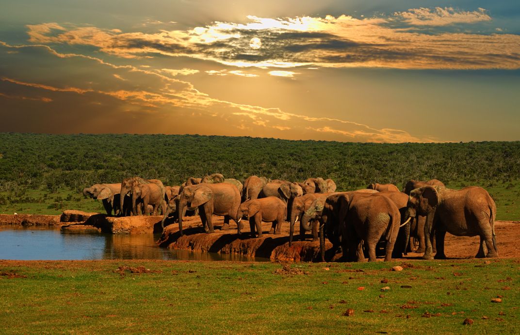Elephant herd in Addo National Park