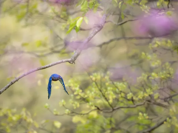 Through Blossoms into Spring thumbnail