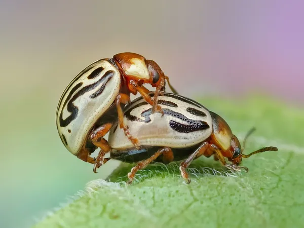 Wrapped over eachother in tender embrace thumbnail