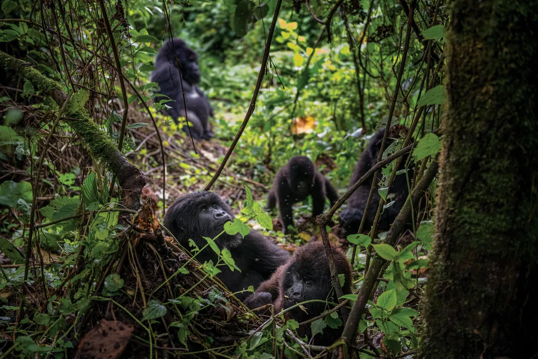 In Virunga National Park, a 23-member group, Kabirizi.