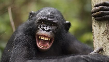 Humans and Great Apes Giggle With a Similar Rhythm and Timing, Suggesting We Have Shared Our Style of Laughter for 15 Million Years