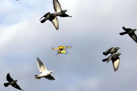 Pigeons fly alongside DHL's parcelcopter during trials in 2013.