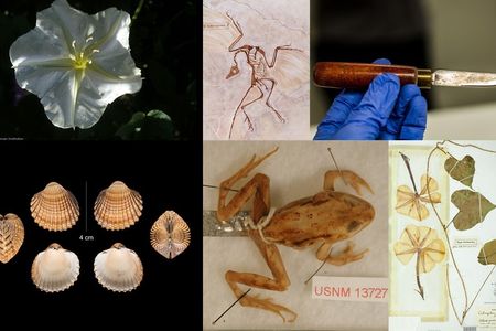 Collections at the Smithsonian's National Museum of Natural History that are similar to objects in the show “Avatar: The Last Airbender.” (Smithsonian)