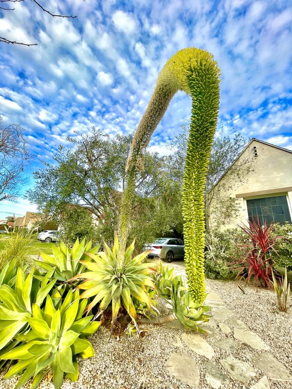 Dr. Seuss-  LA Cactus Blossom thumbnail