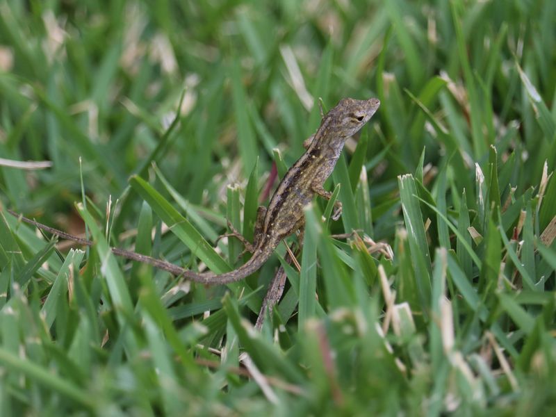 A Hawaiian brown anole gecko running through grass | Smithsonian Photo ...