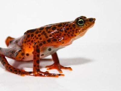 The Toad mountain harlequin frog is one of more than 500 species endangered by the fungal outbreak