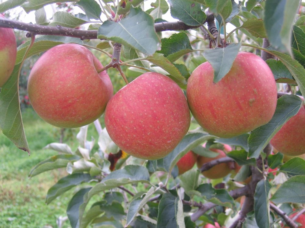 The Domestication of the Apple: Gift from Central Asia