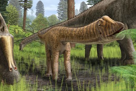 The Diplodocus dinosaurs were some of the largest to walk the planet. 