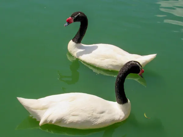 Two Black Necked Swans thumbnail