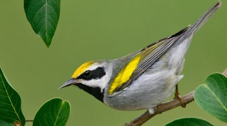 Each year, around 5,300 Golden Warblers – a threatened species – die from collisions with communication towers.