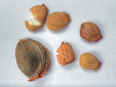 An apricot seed and the kernels found within them