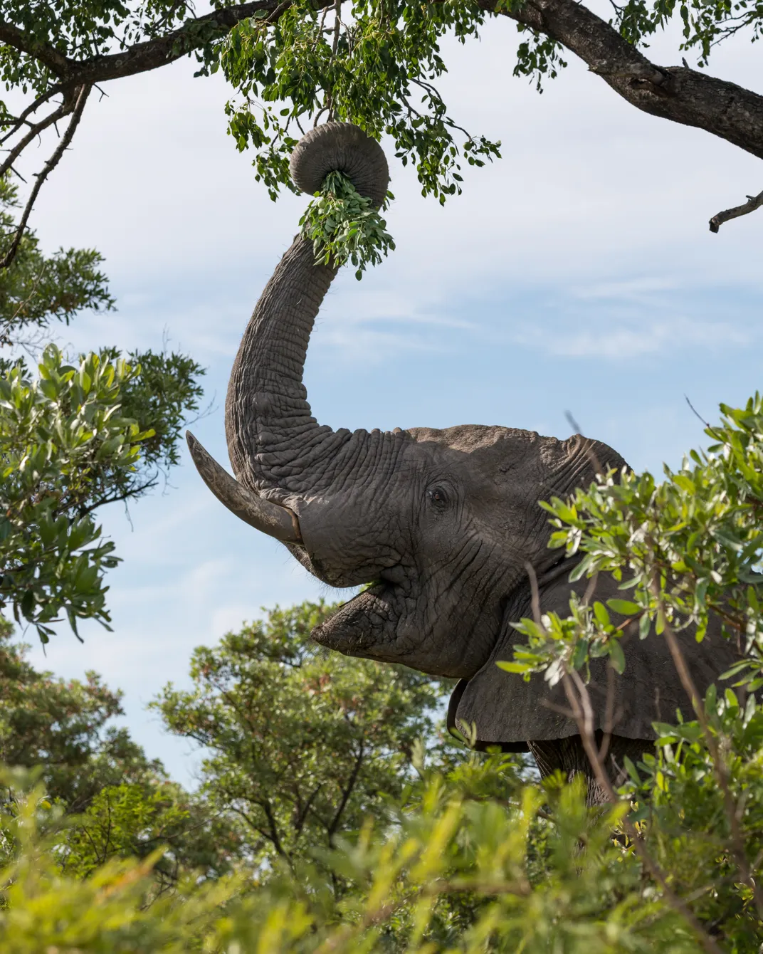 15 - An African elephant almost seems to smile as it enjoys marula fruit for breakfast.