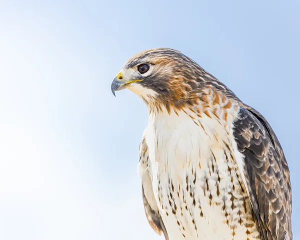 Red Tailed Hawk Perched thumbnail