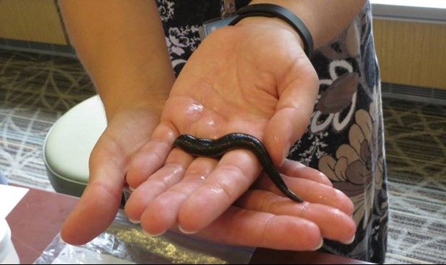 A long, dark leech lays across the hands of Smithsonian scientists Anna Phillips.