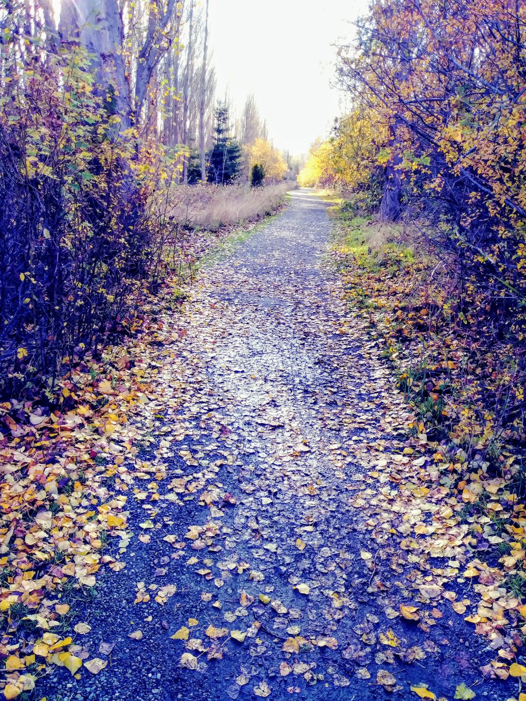 fallen leaf trail