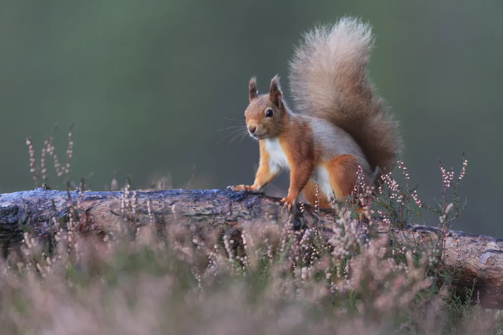 A red squirrel on a branch