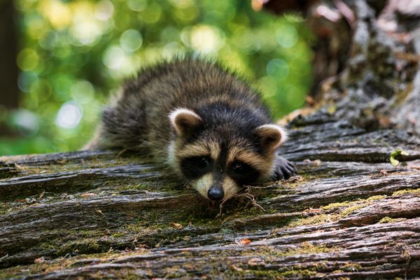 Raccoon on a Fallen Tree thumbnail