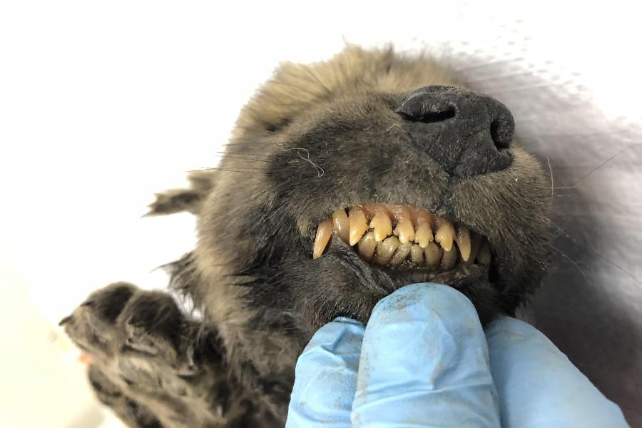 Was This 18,000-Year-Old Puppy Frozen in Siberian Permafrost the Ancestor  of Wolves, Dogs or Both? | Smart News| Smithsonian Magazine