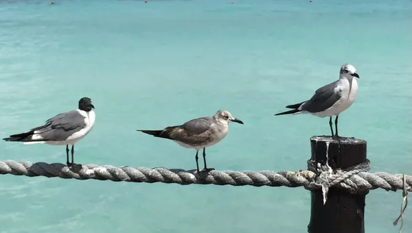 Sea Gulls On a Rope thumbnail