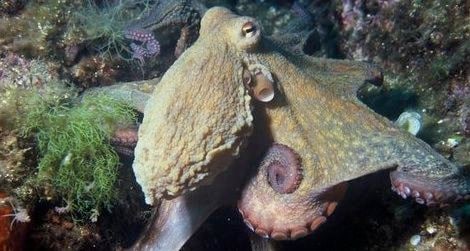 Ten Curious Facts About Octopuses | Science| Smithsonian Magazine