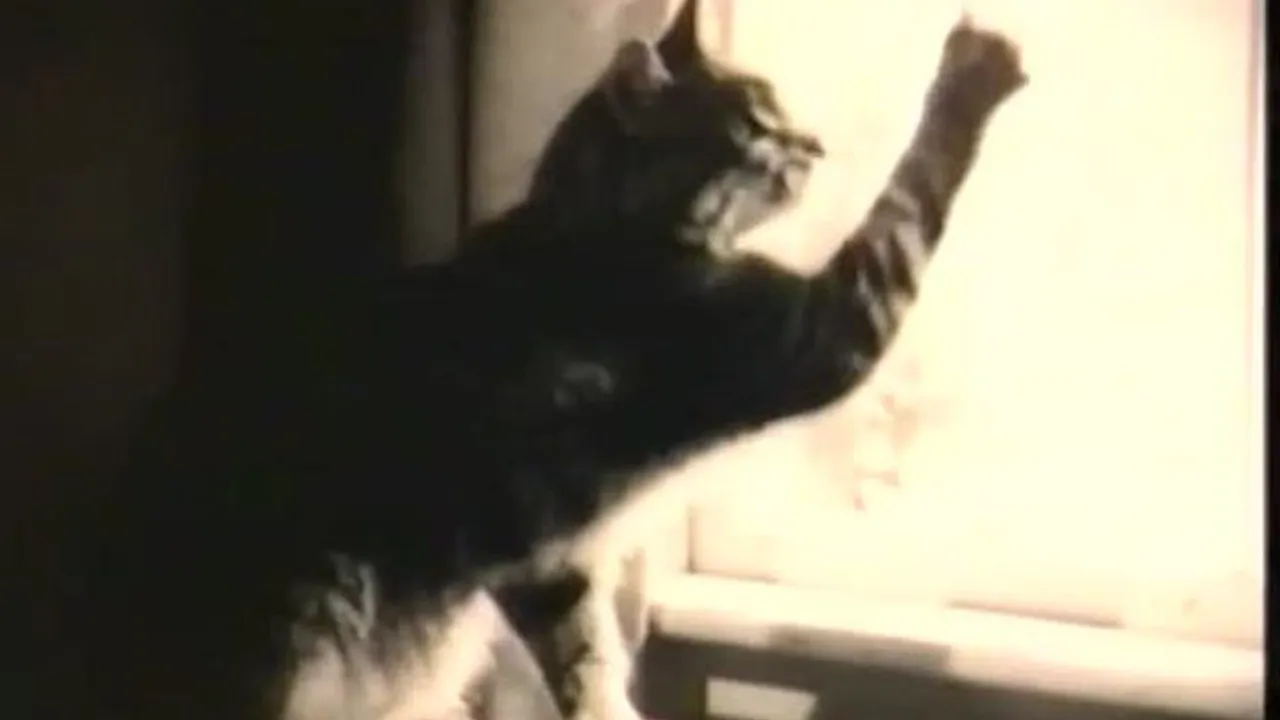 Preview thumbnail for How to Train a Cat to Star in a Television Commercial