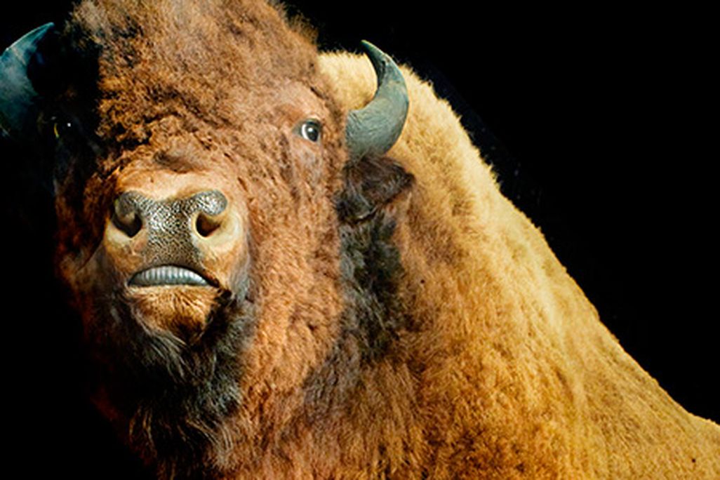 American buffalo