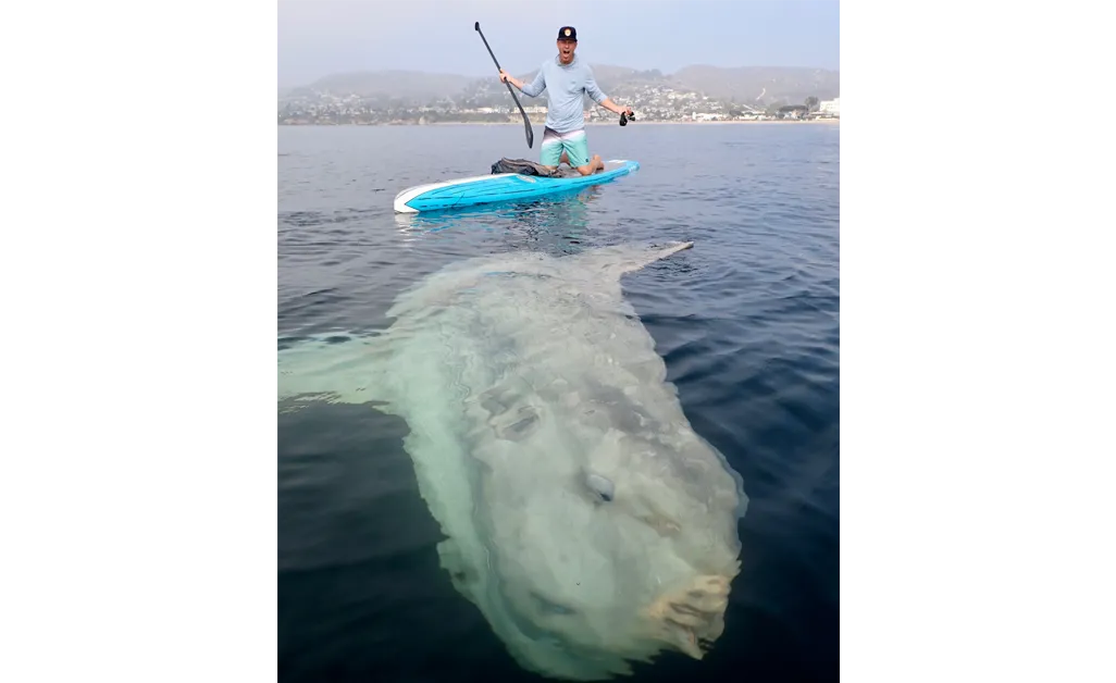A photo of a man kneeling on a paddle board in the ocean. Below him is a colossal ocean sunfish poking just under the surface of the water.