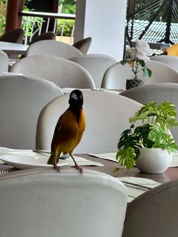 A bird perched on a plastic, among humans on the coast of Senegal thumbnail