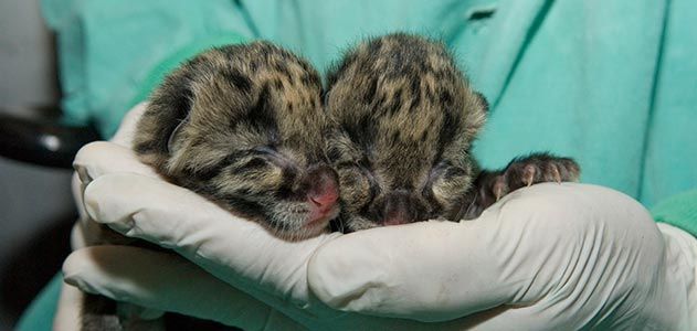 Clouded leopard cubs