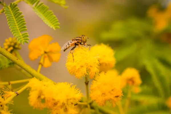 Golden Nectar thumbnail