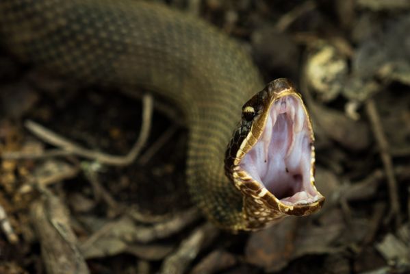 Cottonmouth thumbnail