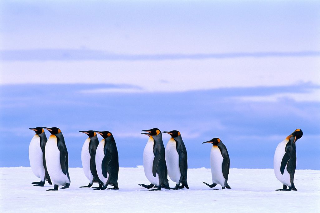 penguins