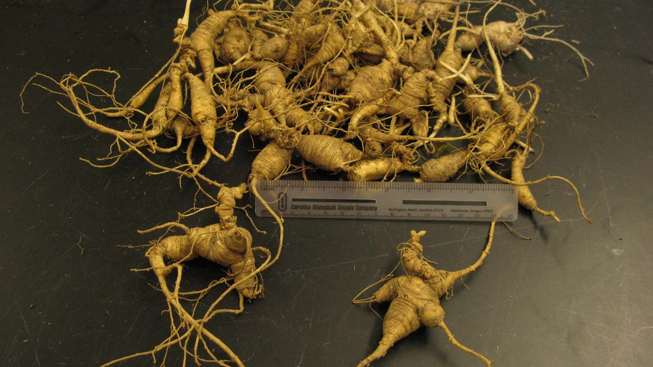The Fight Against Ginseng Poaching in the Great Smoky Mountains