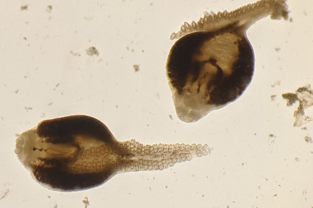 two brown horseshoe-crab-shaped parasites under magnification