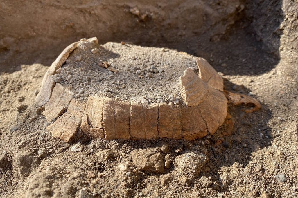 Remains of ancient tortoise at Pompeii