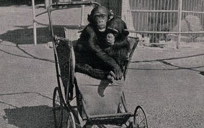 From the Smithsonian Institution Libraries’ new digital collection, an image of two baby chimpanzees out for a stroll from Minnesota Longfellow Gardens Guide.