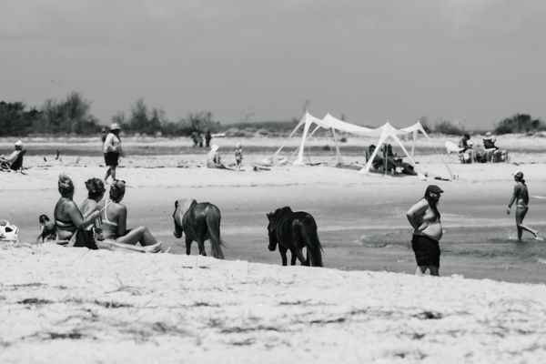 Wild horses and people thumbnail