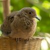 New, Rare Dove Hatchlings Are a 'Source of Hope' for the Extinct-in-the-Wild Birds and a Step Forward in the Ambitious Project to Save Them icon