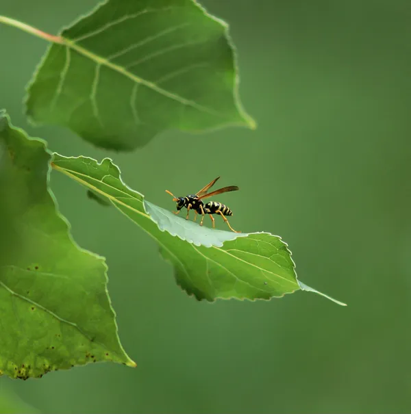 The Leaf Inspector thumbnail