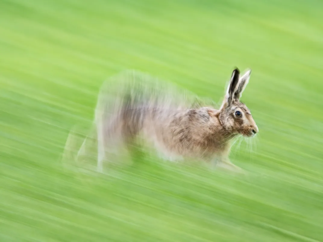 a brown hare runs, its head, ears and shoulders in focus, with the rest of its body and the green background blurred out