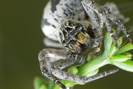 Stegodyphus lineatus