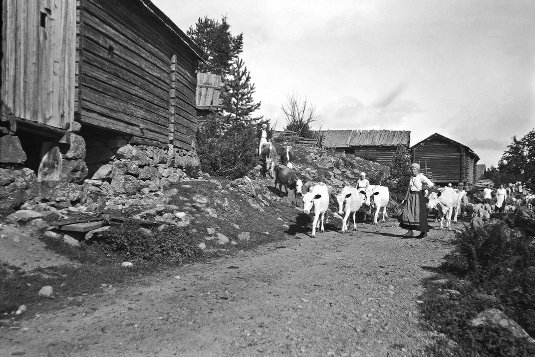 Fäbod women and cows