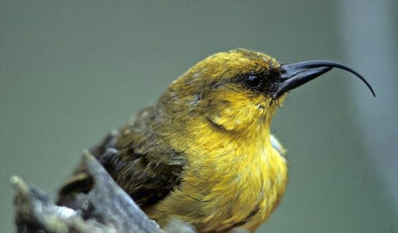 `Akiapōlā`au (Hemignathus monroi) nps.jpg